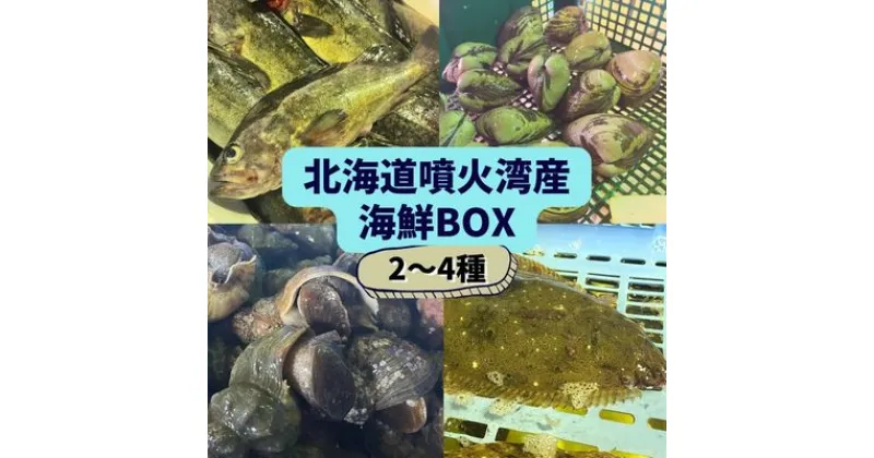 【ふるさと納税】北海道 伊達　噴火湾 水揚げ 今野水産 新鮮 活締め 海鮮 BOX 2～4種セット　 魚介類 海鮮 美味しい 海産物 厳選 旬の魚介 活締め 詰め合わせ カレイ ヒラメ