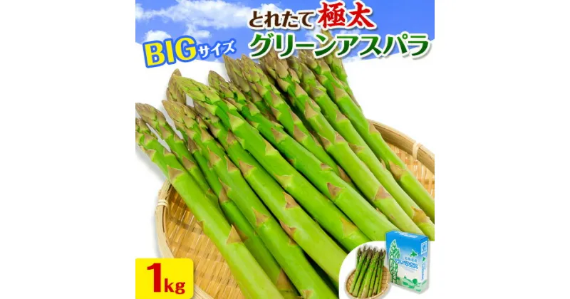 【ふるさと納税】【令和7年先行受付】市川農場とれたて極太グリーンアスパラ1kg 市川農場 北海道 当別町 野菜 やさい アスパラガス アスパラ グリーンアスパラ 極太 北海道産 季節限定 旬 春 有機肥料 当別 美味しい ヘルシー とれたて 1kg