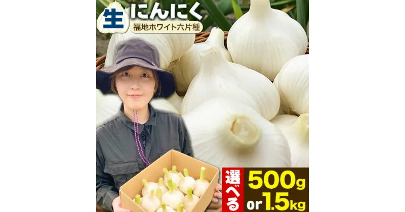 【ふるさと納税】（令和7年先行受付）生にんにく（福地ホワイト六片種）500g or 1.5kgにんにく 福地ホワイト 500g 1500g　北海道産 国産 スパイス ガーリック お肉 肉 アヒージョ 便利 普段使い 万能 調味料 焼肉 BBQ