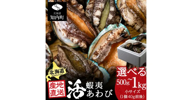 【ふるさと納税】北海道知内町産 養殖活あわび 選べる500g～1kg 小サイズ（40g前後） ＜上磯郡漁業協同組合＞知内町 ふるさと納税 北海道ふるさと納税アワビ 北海道産アワビ 活アワビ 生きているアワビ あわび 鮑