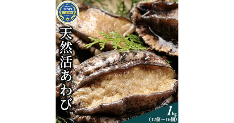 【ふるさと納税】北海道産 天然 活 あわび 1kg アワビ 貝　貝・魚介類・あわび・アワビ・鮑・活あわび　お届け：2024年10月中旬～11月中旬まで