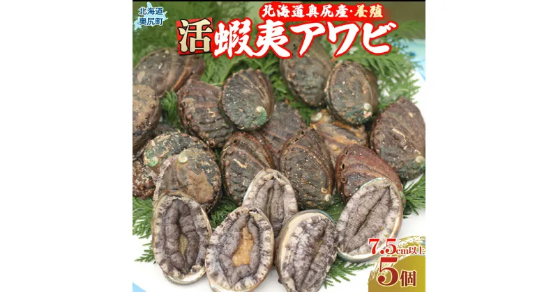 【ふるさと納税】奥尻島産蝦夷アワビ（養殖）5ケ入り75mm以上 ふるさと納税 鮑 あわび アワビ 蝦夷あわび 蝦夷アワビ 蝦夷鮑 活 活蝦夷アワビ 北海道 奥尻町 送料無料 OKUF009