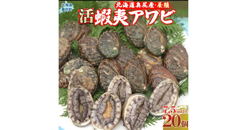 【ふるさと納税】奥尻島産蝦夷アワビ（養殖）20ケ入り75mm以上 ふるさと納税 鮑 あわび アワビ 蝦夷あわび 蝦夷アワビ 蝦夷鮑 活 活蝦夷アワビ 北海道 奥尻町 送料無料 OKUF011