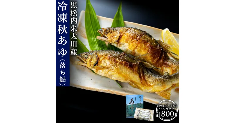 【ふるさと納税】黒松内朱太川産 冷凍秋あゆ（落ち鮎）セット（200g×4つ 計800g）【数量限定】天然 あゆ 秋鮎 冷凍 落ち鮎 真空パック さび鮎 北海道ふるさと納税 ふるさと納税 北海道 黒松内町 通販 ギフト 贈答品 贈り物