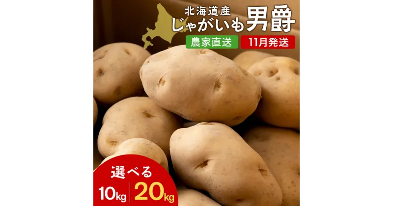 【ふるさと納税】【北海道黒松内産】2024年秋出荷じゃがいも（男爵）選べる10kg～20kg 農家直送（11月発送）ジャガイモ 芋 男爵いも 北海道 先行予約じゃがいも 芋 男爵芋 男爵 いも 野菜 北海道ふるさと納税 ふるさと納税 北海道 黒松内町 通販 ギフト 贈答品 贈り物