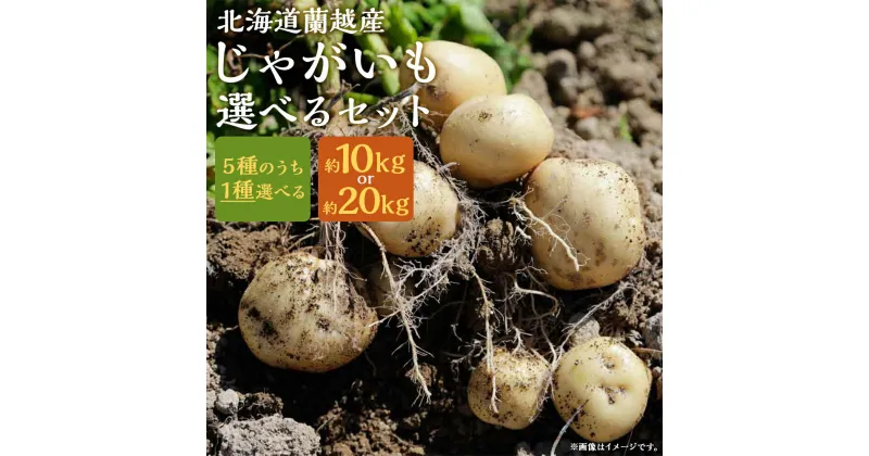 【ふるさと納税】北海道蘭越産じゃがいも 約10kg/約20kg 5種類から1種類選べるセット 選べる内容量 男爵 きたあかり とうや メークイン グランドペチカ じゃが芋 芋 野菜 蘭越町産 北海道産 国産 送料無料【2024年11月下旬～2025年4月上旬に順次発送予定】