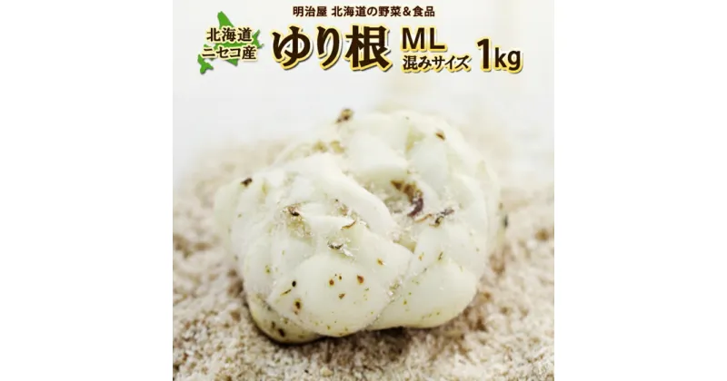 【ふるさと納税】＜早期予約＞北海道ニセコ町 ゆり根M-L混みサイズ1kg【2024年産】【3200301】