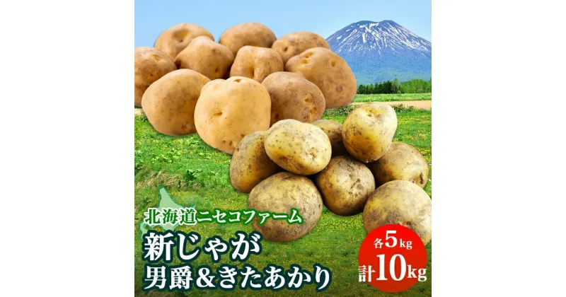 【ふるさと納税】北海道産 越冬 じゃがいも 2種 詰め合わせ 男爵 きたあかり 各5kg 計10kg M-L サイズ混合 芋 ジャガイモ いも 野菜 お取り寄せ キタアカリ ニセコファーム 送料無料 北海道 倶知安町　 北海道のジャガイモ 食品　お届け：2025年2月中旬～下旬まで