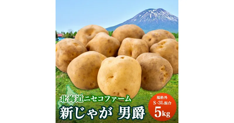 【ふるさと納税】北海道産 じゃがいも 男爵 5kg 規格外 訳あり S-3L サイズ混合 新じゃが 芋 ジャガイモ いも 新鮮 野菜 農作物 お取り寄せ 男しゃく 馬鈴薯 ニセコファーム 送料無料 北海道 倶知安町　 野菜 じゃがいも 　お届け：2024年10月中旬～11月中旬