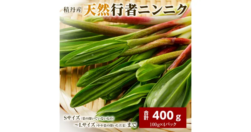 【ふるさと納税】積丹産天然行者ニンニク400g（100g×4パック）北海道ふるさと納税 積丹町 ふるさと納税 北海道 山菜 行者ニンニク 北海道産