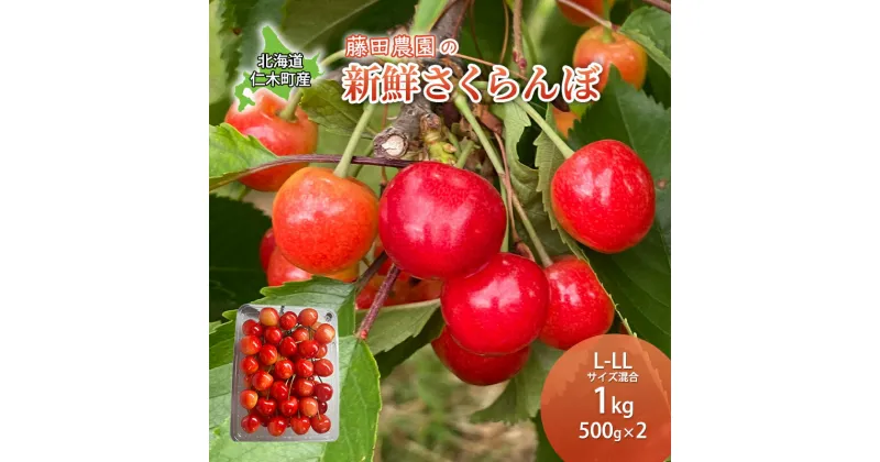 【ふるさと納税】北海道 仁木町産 さくらんぼ 佐藤錦 1kg (500g×2) 藤田農園 サクランボ 果物 フルーツ チェリー 仁木　 果物類 　お届け：2025年6月下旬～7月15日頃まで