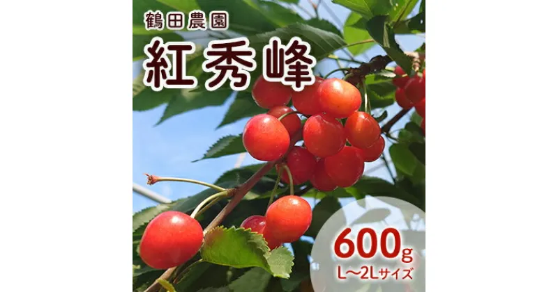 【ふるさと納税】数量限定 北海道 仁木町産 果肉がプリ しっかり大粒 甘い さくらんぼ 紅秀峰 600g 鶴田農園　 果物 フルーツ チェリー 甘い 高糖度 リピーター 朝採り 大人気 酸味 甘み ジューシー 　お届け：2025年7月上旬～7月下旬