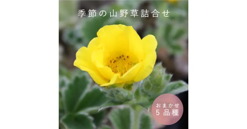 【ふるさと納税】山野草 5品種セット 季節の植物 お花 花 高山植物 宿根草 おまかせ お庭 ガーデニング 珍しい 浦谷植物園 当麻町 北海道 送料無料