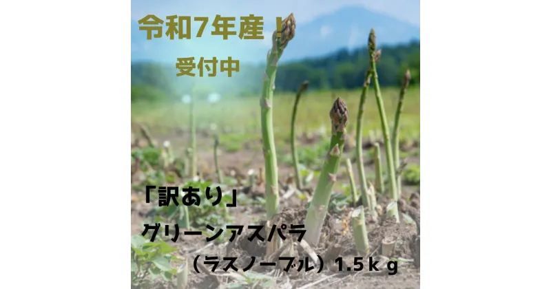 【ふるさと納税】【令和7年産予約受付！】【訳あり】グリーンアスパラ（ラスノーブル）1．5kg 野菜 北海道　美瑛　北海道美瑛　美瑛町　アスパラガス　北海道産アスパラガス　美瑛産アスパラガス　幻のアスパラガス　アスパラ　　おおとり[010-190]