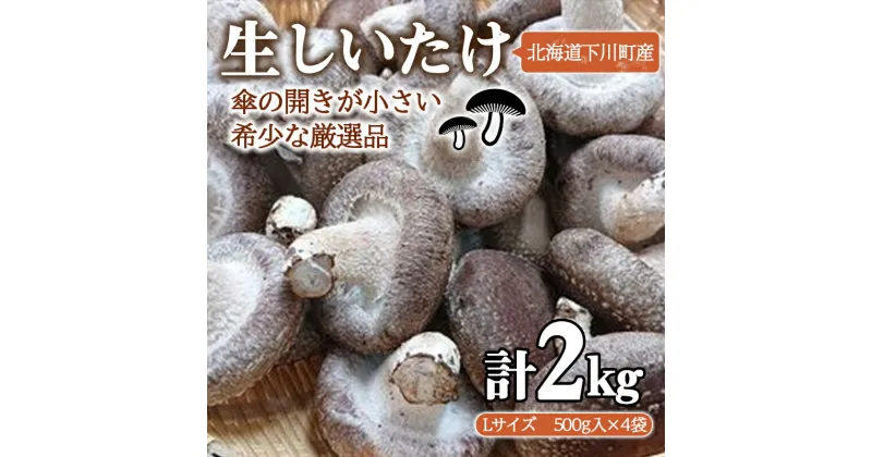 【ふるさと納税】簡易包装 生しいたけ【Lサイズ・傘の開きが小さい】2kg 軸太 肉厚 椎茸 シイタケ 野菜 やさい 故郷 ふるさと 納税 北海道 下川町 直径約6cm F4G-0024