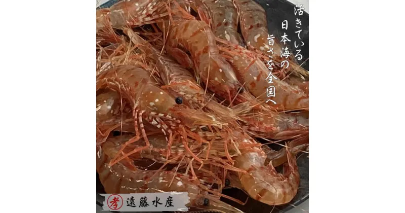 【ふるさと納税】6-030-002　ボタンエビ 1kg（40尾前後）　海老・ぼたんエビ　お届け：入金確認後、1週間～1ヶ月