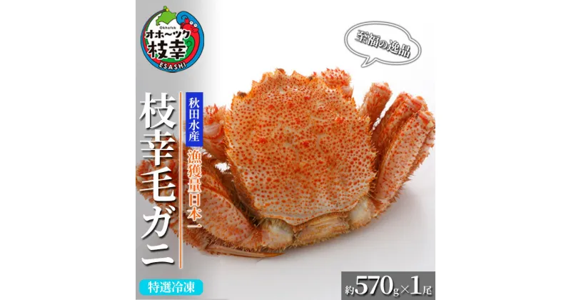 【ふるさと納税】【漁獲量日本一】至福の逸品！特選冷凍「枝幸毛がに」約570g×1尾 毛蟹 毛ガニ オホーツク 北海道　加工食品・地域のお礼の品・カタログ・毛カニ・蟹