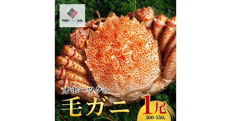 【ふるさと納税】オホーツクの毛ガニ　[500g～550g×1尾]【配送不可地域：離島】 かに カニ 蟹 毛ガニ 北海道 美幌町 送料無料 BHRI002