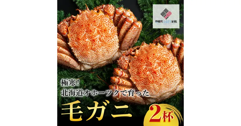 【ふるさと納税】＜限定＞極寒！北海道オホーツクで育った ”毛ガニ” 2杯 かに カニ 蟹 毛ガニ 北海道 美幌町 送料無料 BHRI032