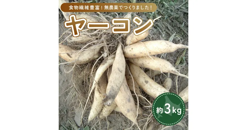 【ふるさと納税】 ヤーコン 3kg 【 ふるさと納税 人気 おすすめ ランキング 野菜 ヤーコン 無農薬 北海道 置戸町 送料無料 】 OTE001