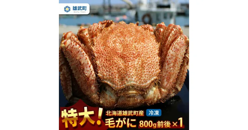 【ふるさと納税】オホーツク産 特大 毛ガニ 冷凍 800g かに 蟹ミソ かにみそ 焼きがに かに鍋 北海道 ふるさと納税 雄武 雄武町【12404】