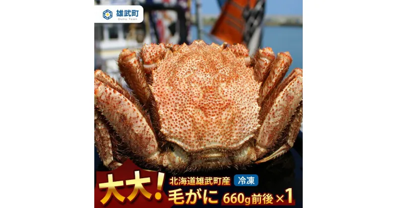 【ふるさと納税】オホーツク産 大 毛ガニ 冷凍 660g かに 蟹ミソ かにみそ 焼きがに かに鍋 北海道 ふるさと納税 雄武 雄武町【12403】