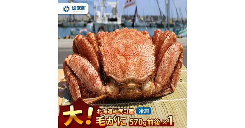 【ふるさと納税】オホーツク産 大 毛ガニ 冷凍 570g かに 蟹ミソ かにみそ 焼きがに かに鍋 北海道 ふるさと納税 雄武 雄武町【12402】