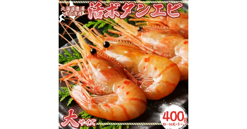 【ふるさと納税】活ボタンエビ 大サイズ 400g（10～14尾）×1パック 北海道 噴火湾産【 ふるさと納税 人気 おすすめ ランキング 魚介類 えび 海老 牡丹海老 ボタンエビ おいしい 美味しい 新鮮 北海道 豊浦町 送料無料 】TYUR046