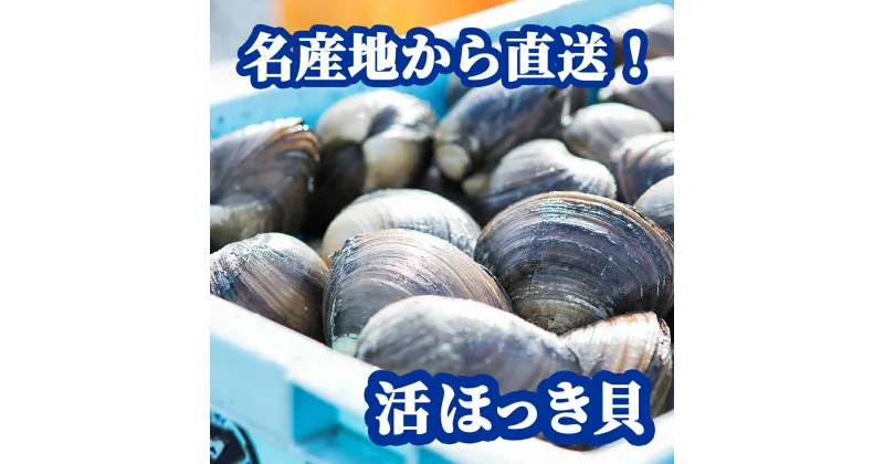 【ふるさと納税】北海道　厚真町近海で獲れた活ほっき貝　10〜15個セット