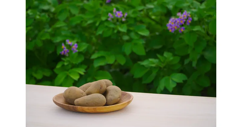 【ふるさと納税】伝平さんの畑「あつまいも」10kg