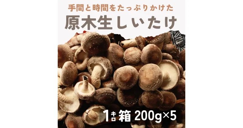 【ふるさと納税】北海道厚真町産＜原木＞生しいたけ