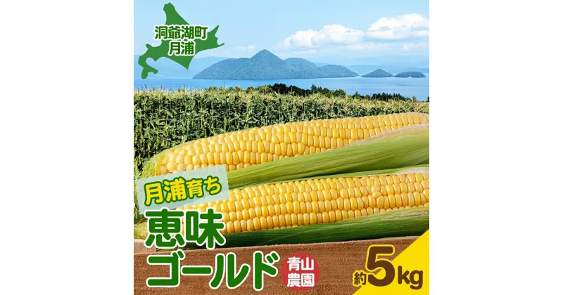 【ふるさと納税】北海道 月浦 めぐみ ゴールド 5kg 先行受付 8月下旬～9月中旬頃にお届け とうもろこしトウモロコシ とうきび 恵味 スイート コーン 旬 野菜 甘い 大粒 人気 朝採り 産地直送 青山農園 送料無料 洞爺湖　洞爺湖町　お届け：2025年8月下旬～9月中旬頃まで