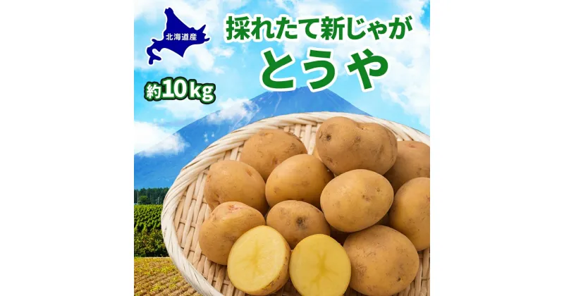 【ふるさと納税】北海道 とうや L～LM 約10kg 9月中旬より順次出荷 新じゃが じゃがいも ジャガイモ じゃが芋 馬鈴薯 黄爵 芋 いも イモ 旬 野菜 農作物 カレー シチュー肉じゃが 北海道産 丸田農園 送料無料　お届け：2024年9月中旬～2024年11月末日まで