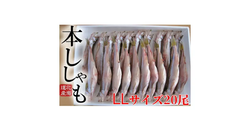 【ふるさと納税】北海道産ししゃも LL 20尾セット　魚貝類・ししゃも・魚介類・干物・11月のおすすめ