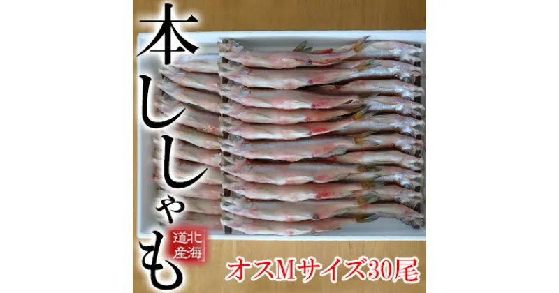 【ふるさと納税】北海道産 ししゃも【オス】M30尾 魚介類 ししゃも 魚 海鮮 海の幸 北海道 本ししゃも Mサイズ オス　北海道産・ししゃも・魚介類・魚貝類・干物