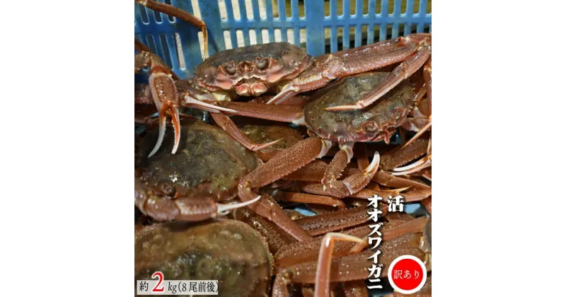 【ふるさと納税】◆期間・数量限定◆訳あり 活オオズワイガニ約2kg(8尾前後入)[02-1301]※離島・沖縄県不可※ 北海道 浦河 ふるさと納税 オオズワイガニ カニ 活 漁協直送 冷蔵発送 送料無料