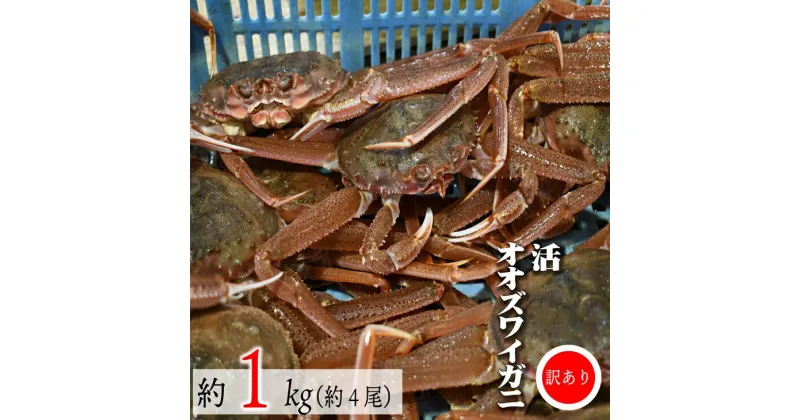 【ふるさと納税】◆期間・数量限定◆訳あり 活オオズワイガニ約1kg(約4尾入)[02-1409]※離島・沖縄県不可※ 北海道 浦河 ふるさと納税 オオズワイガニ カニ 活 漁協直送 冷蔵発送 送料無料