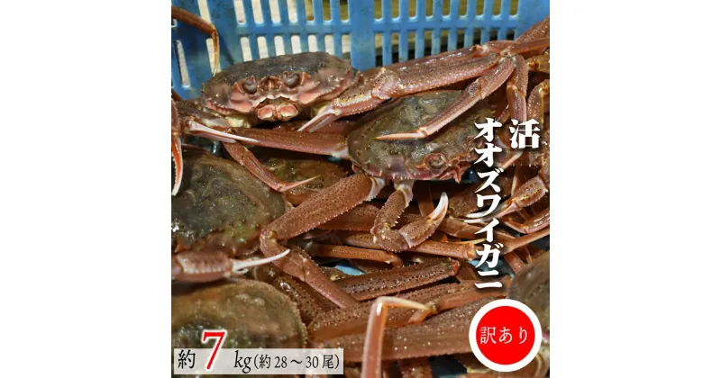 【ふるさと納税】◆期間・数量限定◆訳あり 活オオズワイガニ約7kg(約28～30尾入)[02-1411]※離島・沖縄県不可※ 北海道 浦河 ふるさと納税 オオズワイガニ カニ 活 漁協直送 冷蔵発送 送料無料