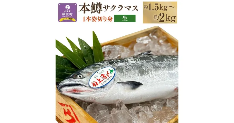 【ふるさと納税】本鱒（サクラマス）船上活〆1本姿切り身【生】（1尾分1.5kg～2kg） | サーモン 魚 鮭 冷凍 さけ サケ 人気 ふるさと 海鮮 海鮮食品 魚介類 魚介