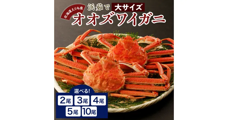 【ふるさと納税】 浜茹で オオズワイガニ ( 選べる 2尾 800g / 3尾 1.2kg / 4尾 1.6kg / 5尾 2kg / 10尾 4kg ) おおずわいがに おおずわい蟹 大ズワイ 大ズワイガニ ズワイガニ ズワイ 蟹 カニ かに 魚介 海鮮 魚介類 大容量 国産 北海道産えりも町